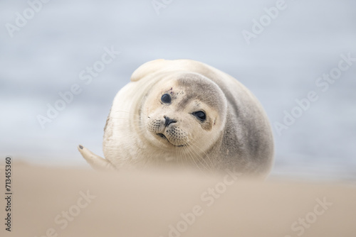 Harbor Seal (Phoca vitulina) in natural environment on the beach of The Netherlands. Wildlife.