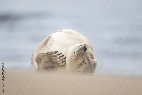 Harbor Seal (Phoca vitulina) in natural environment on the beach of The Netherlands. Wildlife.