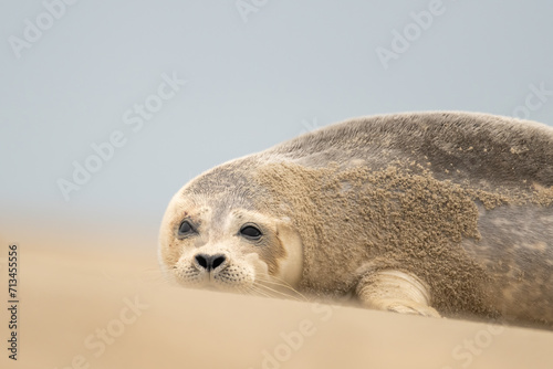 Close up portrait of very cute Harbor Seal (Phoca vitulina) in natural environment on the beach of The Netherlands. Wildlife.