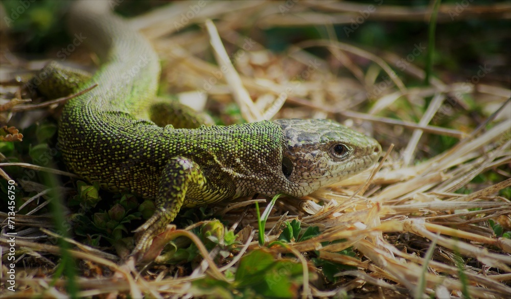 lizard lizard