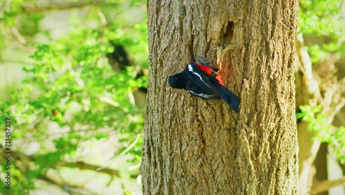 Close up of a  crimson-breasted shrike (Laniarius atrococcineus )  eating insects from a tree. photo