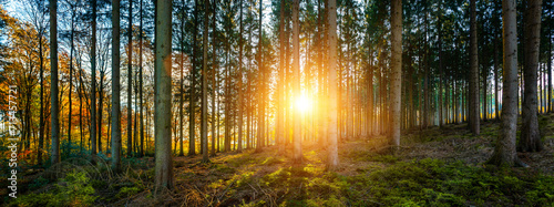 Silent Forest in autumn fall with beautiful bright sun ray - perfect header panorama