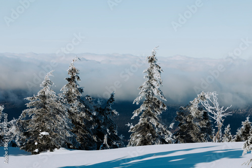 Winter cloudy landscape in the mountains with pine trees and snow