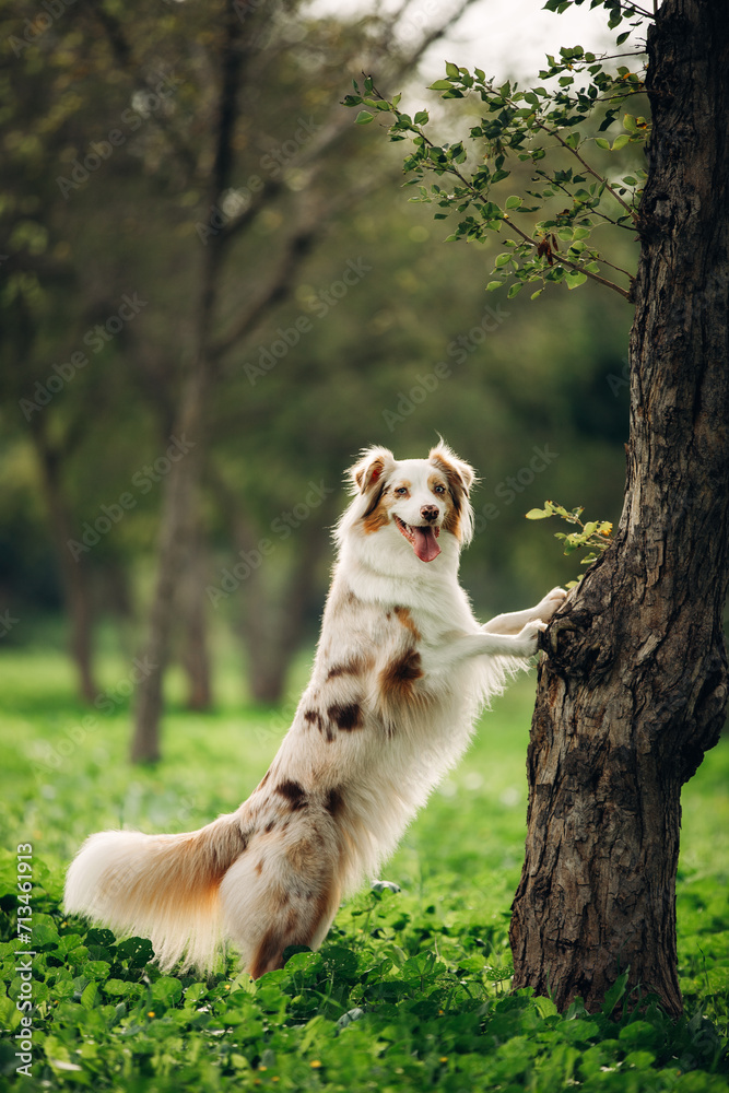 Beautiful australian shepherd dog with paws on a tree trunk Beautiful australian shepherd dog with paws on a tree trunk