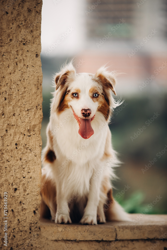 Portrait of a dog sitting next to a wall