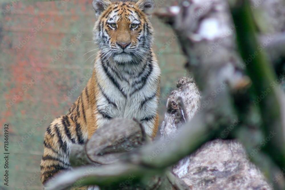 Tiger in Aalborg zoo,Denmark Tiger in Aalborg zoo,Denmark