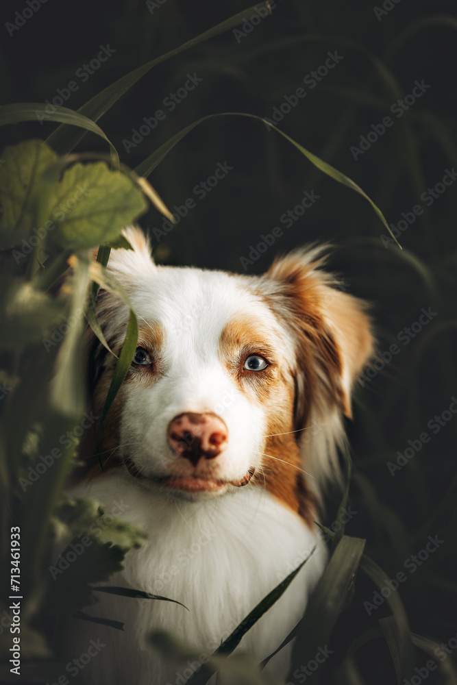Portrait of an australian shepherd dog in tall green grass