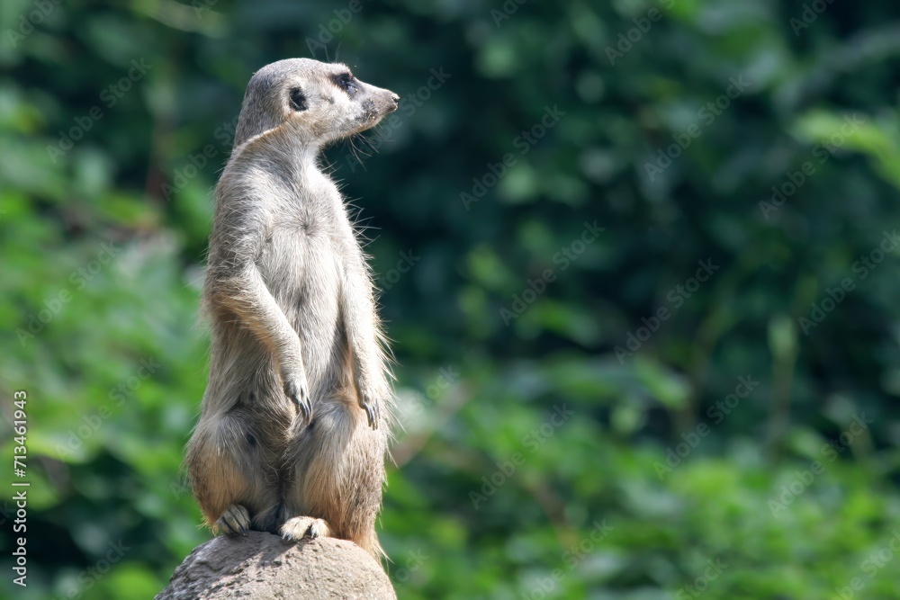 The banded mongoose is a mongoose native from the Sahel to South Africa. Here in Aalborg zoo
