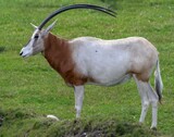 The sableoryx is the smallest of the oryx antelopes, which also include the gemsbok and Arabian oryx. Lives in protected areas in Tunisia, Senegal and Morocco. Here in Aalborg zoo, Denmark