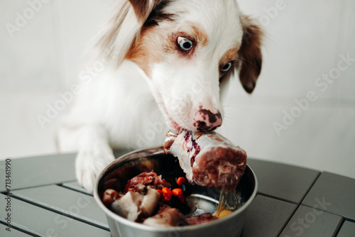 Dog with a bone and a bowl with raw meat photo