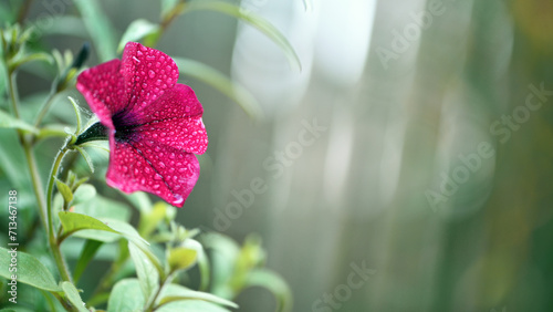 Fototapeta Naklejka Na Ścianę i Meble -  beautiful red flower. flowers in the spring park. plants in a country garden. beautiful flowers, water drops, morning dew, moisture, rain. flower bed in the summer garden. macro