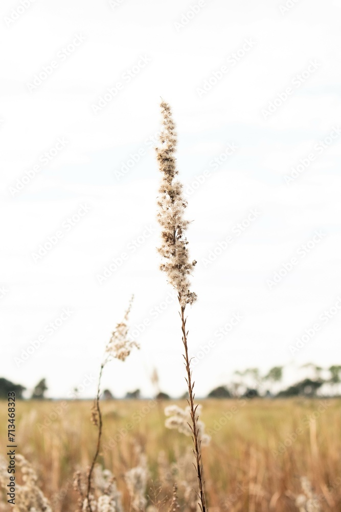 Fototapeta premium Grass in a field 