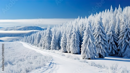 snow covered trees © Ahmad