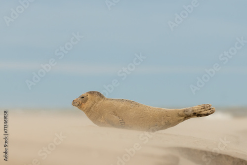 Harbor Seal (Phoca vitulina) in natural environment on the beach of The Netherlands. Photographed on a windy day in a sandstorm. Wildlife. © Tim