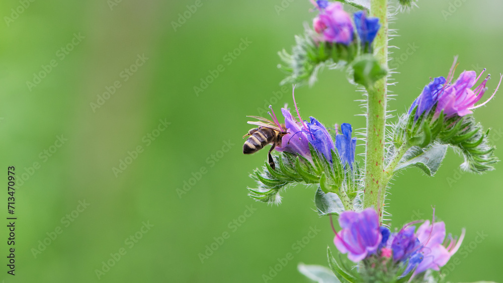 A bee collects honey on blue flowers on nature. macro photo of insects. delicate meadow flower. european honey bee. pollination of plants in nature. spring time
