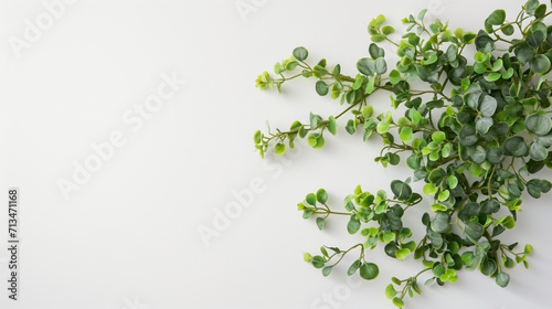 fancy decorative plant on white background