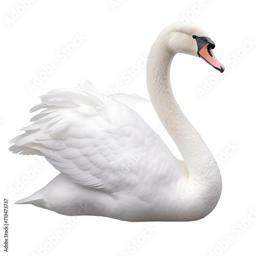 White swan on transparent and white background. Generative ai