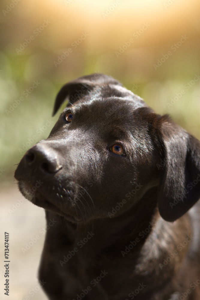 Young black brown Labrador puppy in sunlight looks to the left. Cute look. Portrait of a dog with blurred soft background outdoors Young black brown Labrador puppy in sunlight looks to the left. Cute look. Portrait of a dog with blurred soft background outdoors