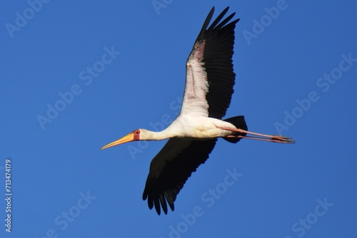 Fliegender Nimmersatt (Mycteria ibis) im Flug in Namibia.