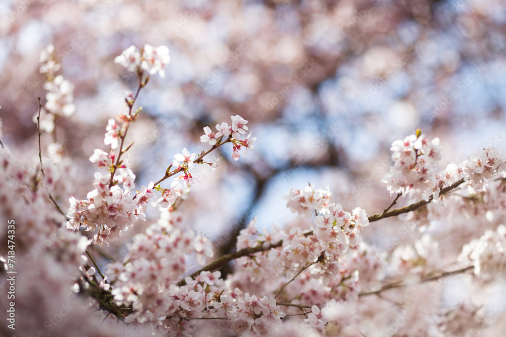 Blooming cherry blossom branches in spring. Closeup of pink flowers with soft bokeh background with branches and twigs in sunlight Blooming cherry blossom branches in spring. Closeup of pink flowers with soft bokeh background with branches and twigs in sunlight