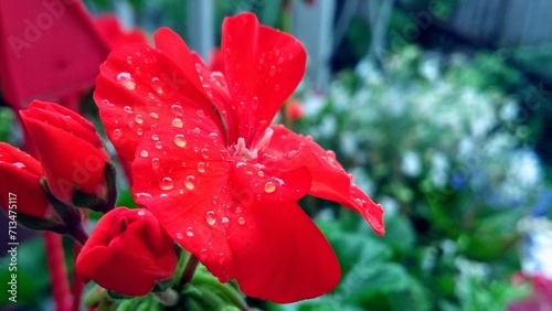 a red flower with water drops all over it's petals