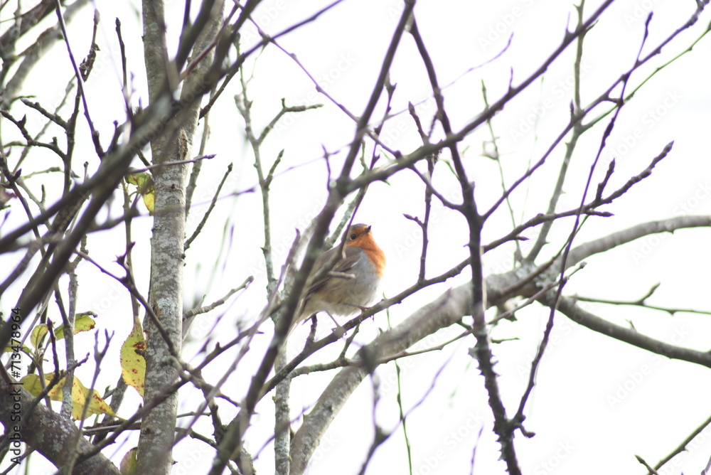 Robin singng from the branch of a tree Robin singng from the branch of a tree