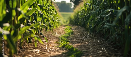 A corn maze or maize maze maze cut out of a corn field Narrow path inside a corn maze Footpath between stalks and leaves on the corn field Popular tourist attraction. Copy space image