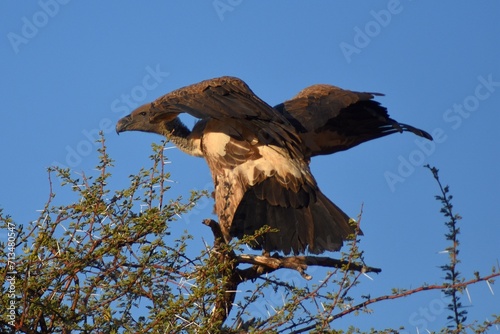 Kapgeier (Gyps coprotheres) auf einem Baum in der Savanne in Namibia. 