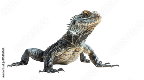 Large Lizard Rests on White Surface photo