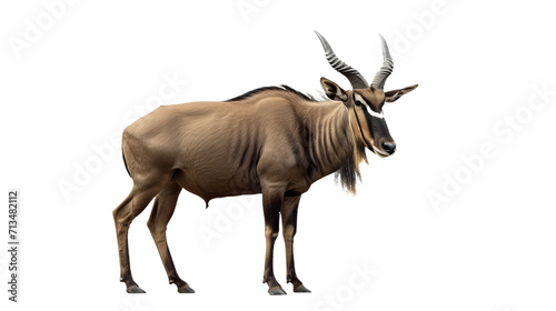 Antelope Standing in Front of White Background © Daniel