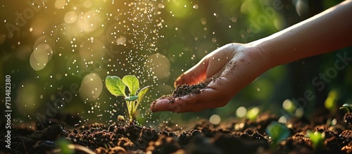 a woman s hand sprinkles ash on a small radish sprout crop protection from midges and fertilizer for the crop ash for plants vertical photo. Copy space image. Place for adding text or design photo