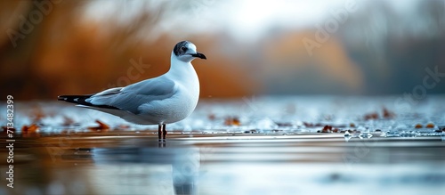 A beautiful shot of a black headed gull during winter. Copy space image. Place for adding text or design photo