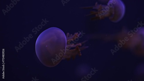 Beautiful fire jellyfish rhopilema esculentum swims in the aquarium of the oceanarium photo