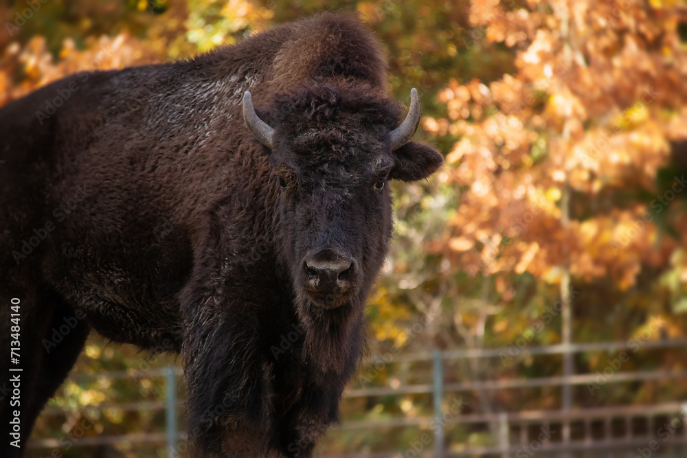 A huge bison in Autumn. A huge bison in Autumn.