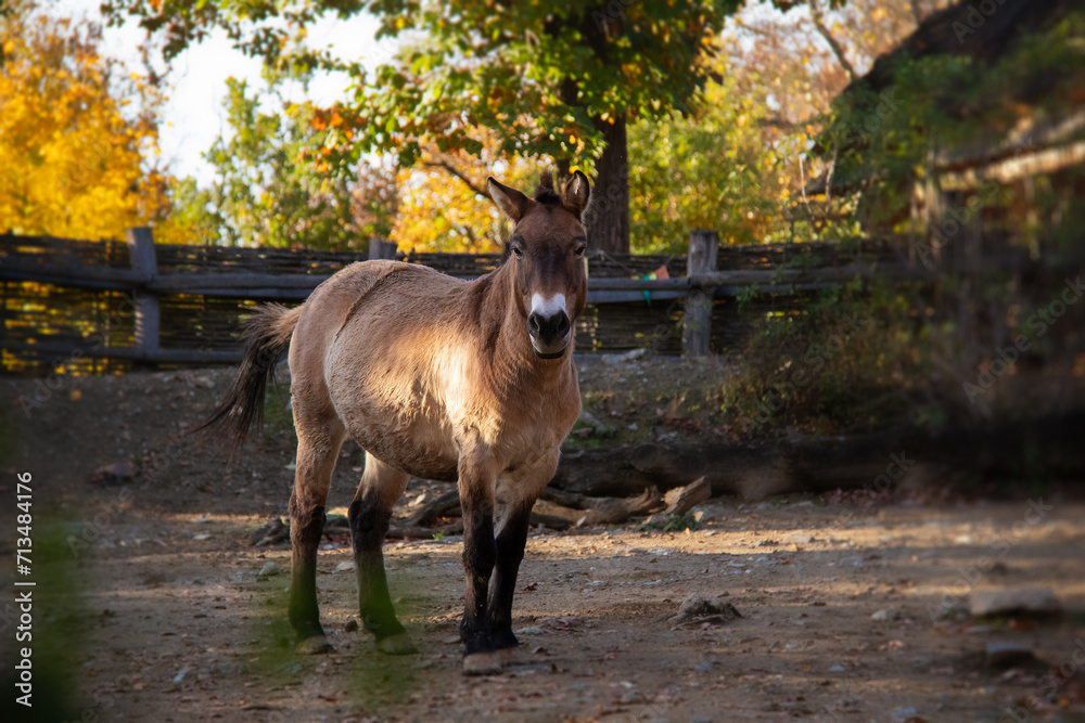 A portrait of Przewalski's Horse also known as kertak or Equus przewalskii. A portrait of Przewalski's Horse also known as kertak or Equus przewalskii.