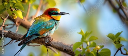 A colorful bird perched on a tree branch in the Danube Delta environment conservation eco. Copy space image. Place for adding text or design © Gular