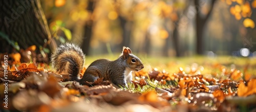 A squirrel sits on the ground in an autumn park Side view. Copy space image. Place for adding text or design