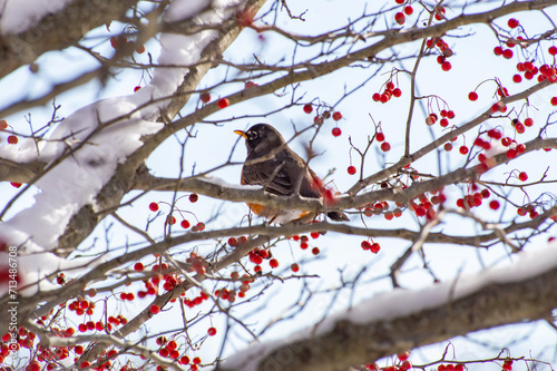 Bird in Wintertime