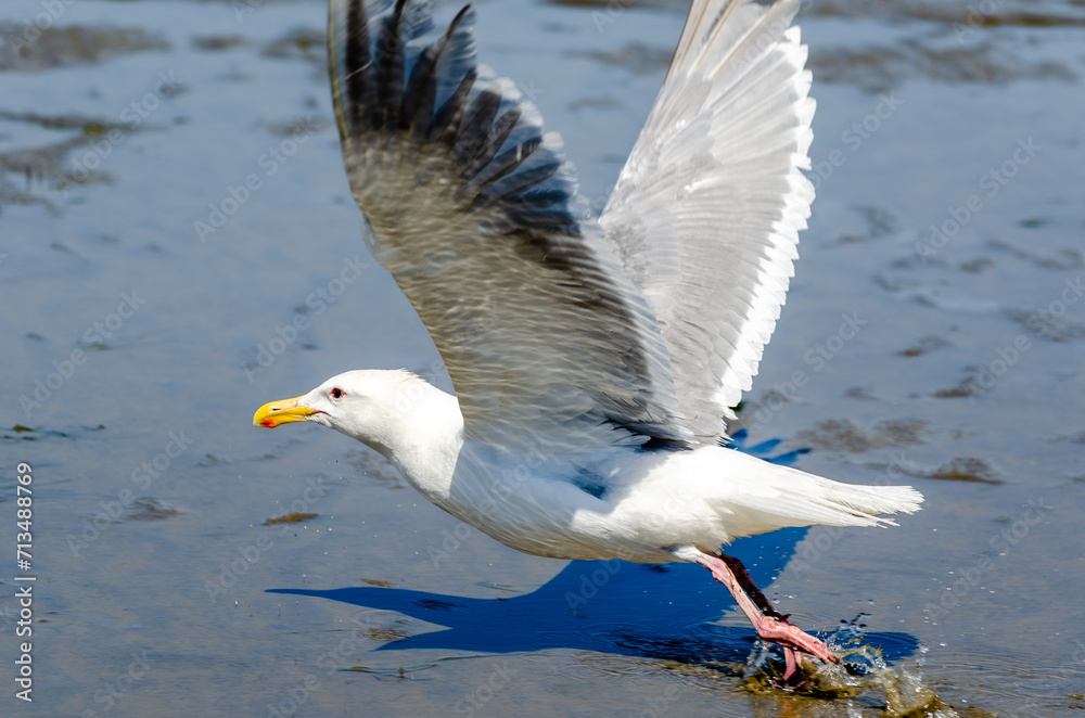 Larus seagull (western or glaucous-winged) taking off Larus seagull (western or glaucous-winged) taking off