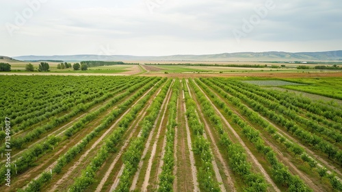 apple farming fields