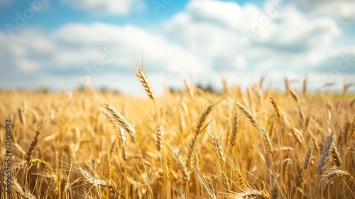 wheat fields that have started to harvest