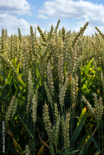 Green wheat ears close-up. wheat field on a sunny summer day.