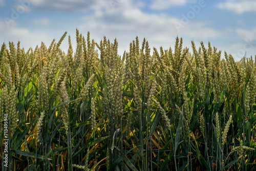 Green wheat field on a sunny summer day. Spikelets greenish yellow close-up. ...