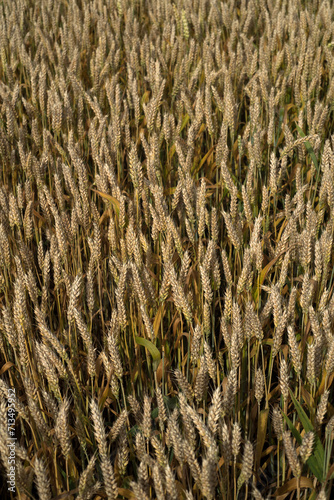 A close-up of a field of golden wheat.