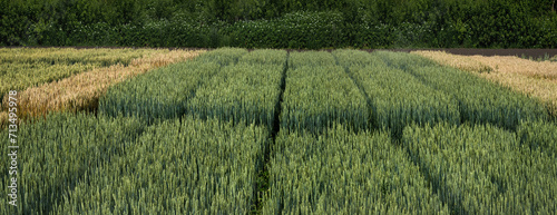 areas with different varieties of grain crops