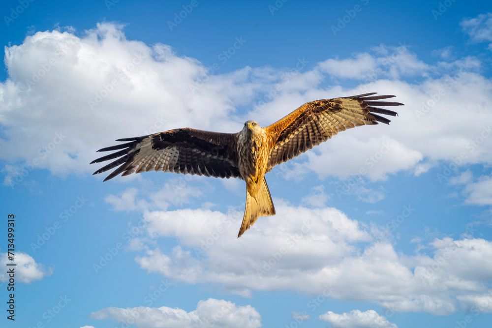 Obraz premium Close of Red Kite hovering in blue sky with white clouds
