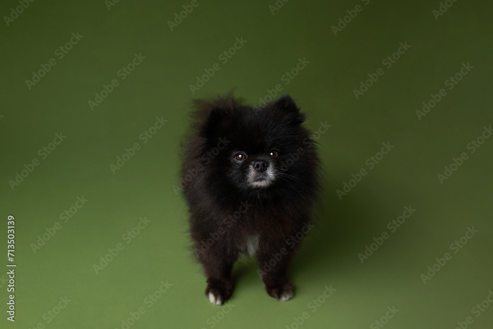 Obraz premium black spitz dog. dog on green background