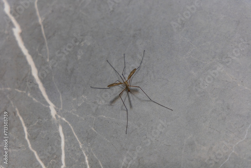 Big mosquito with long legs is sitting on gray marble wall of shower