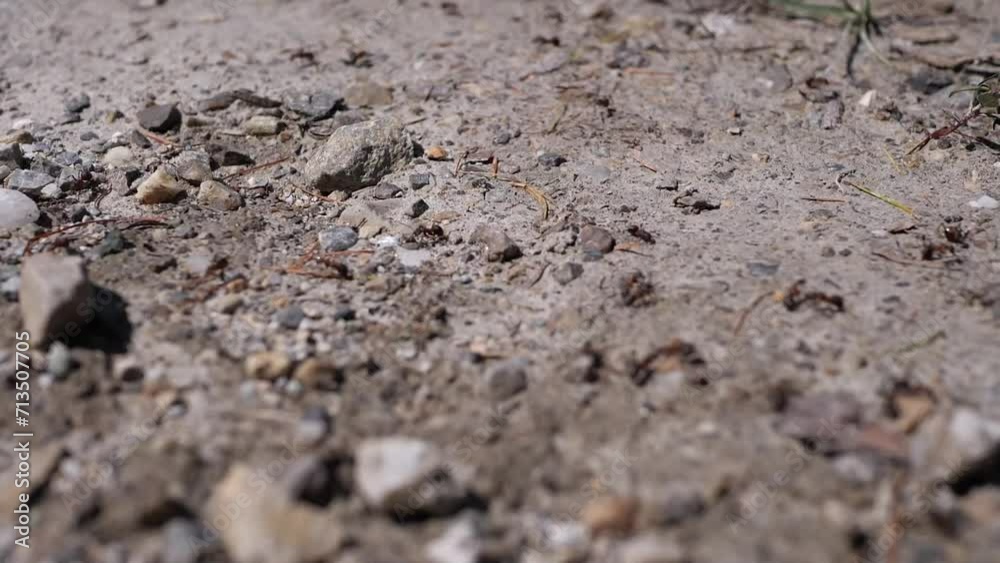 Ants on a Rocky Surface in their Natural Habitat Ants on a Rocky Surface in their Natural Habitat