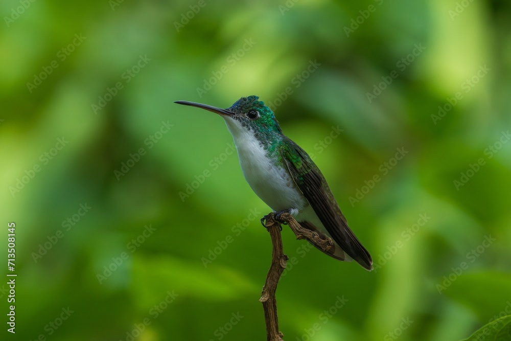 The Andean emerald (Uranomitra franciae), hummingbird, green and white bird found at forest edge, woodland, gardens and scrub in the Andes of Colombia, Ecuador.